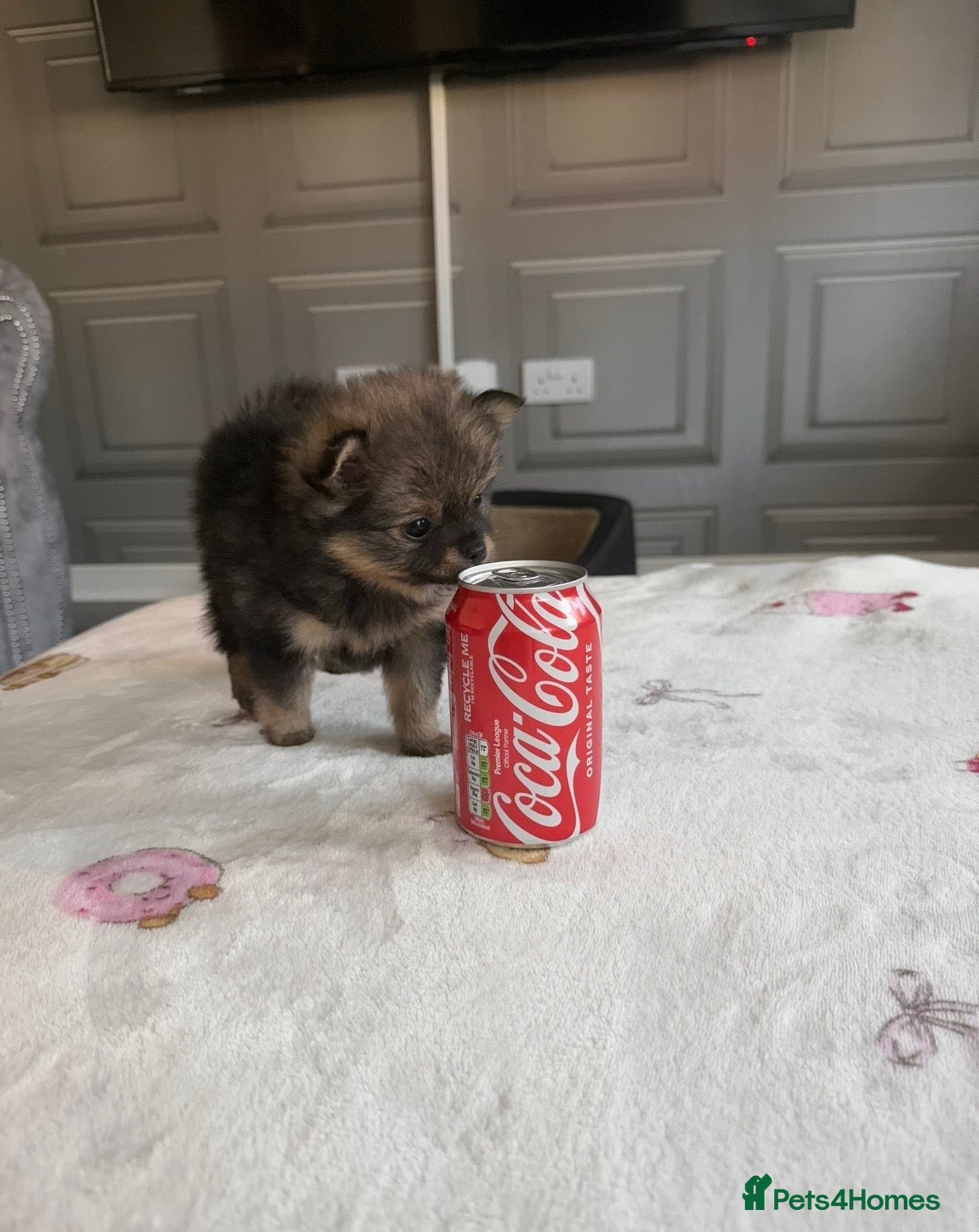 Pomchi dogs 3/4 poms  - Advert 13