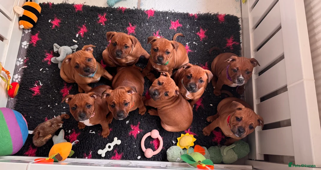 Staffordshire Bull Terrier dogs for sale: KC registered red Staffordshire bull terrier pups - Advert 5