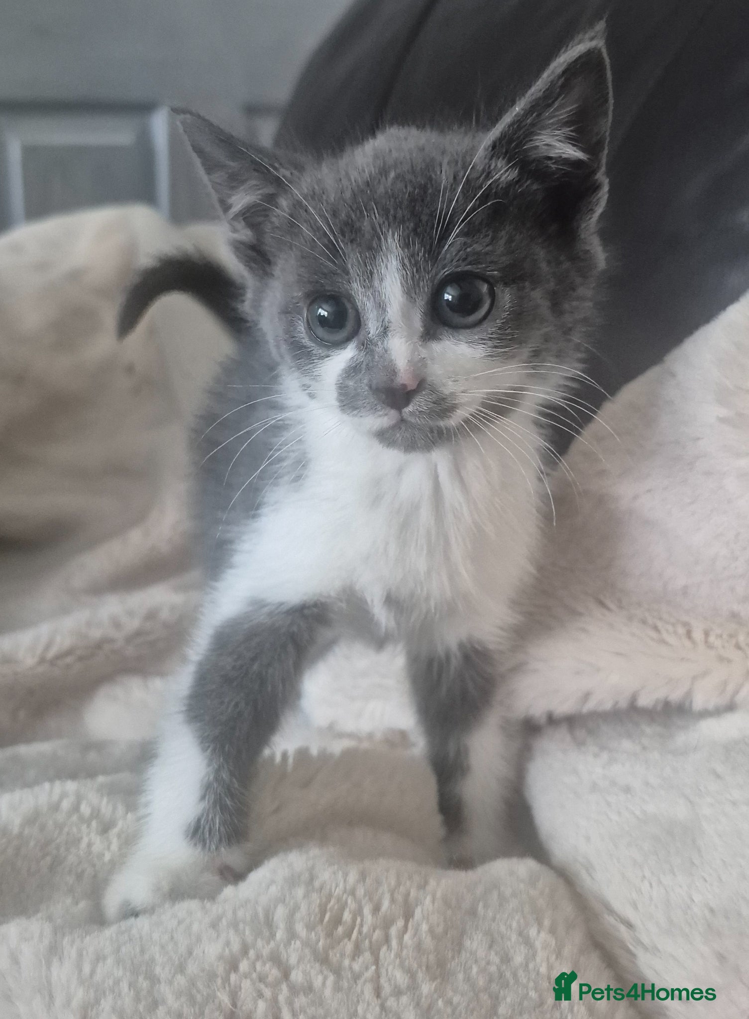 Mixed Breed Kitten 2