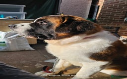 Saint Bernard dogs for stud: Kc reg Saint bernard for stud  in Bedford - Image 12