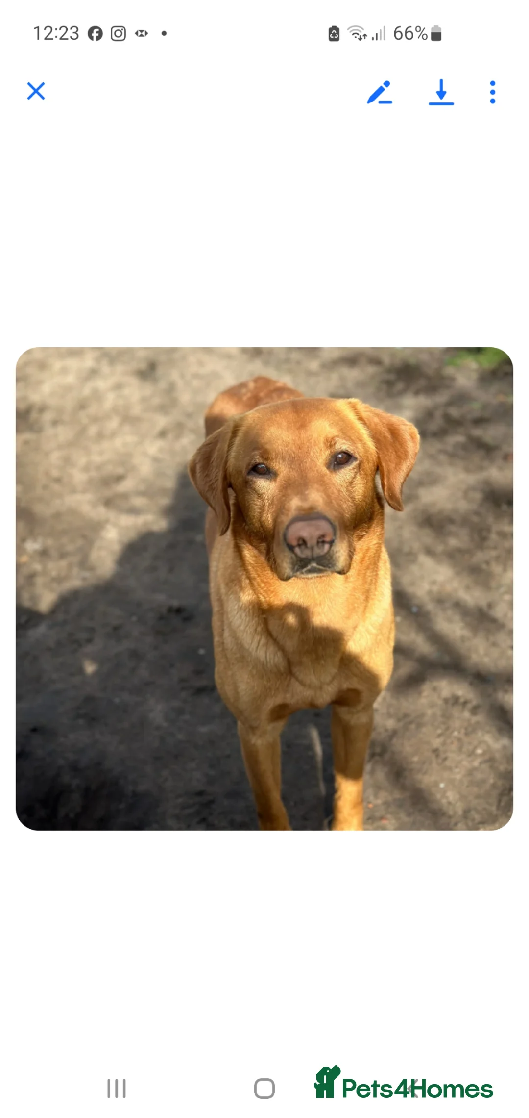 Labrador Retriever dogs for sale: Labrador puppies - Advert 2