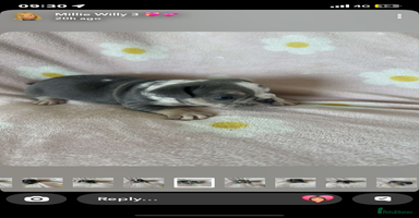 Mixed Breed dogs - Advert 1