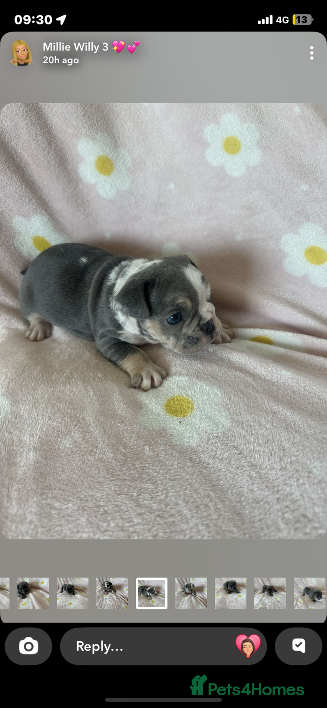 Mixed Breed dogs for sale: French bulldog cross British bulldog - Image 2