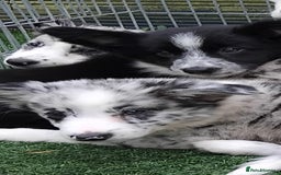 Border Collie dogs for sale: Stunning litter of blue merle border collies - Image 23