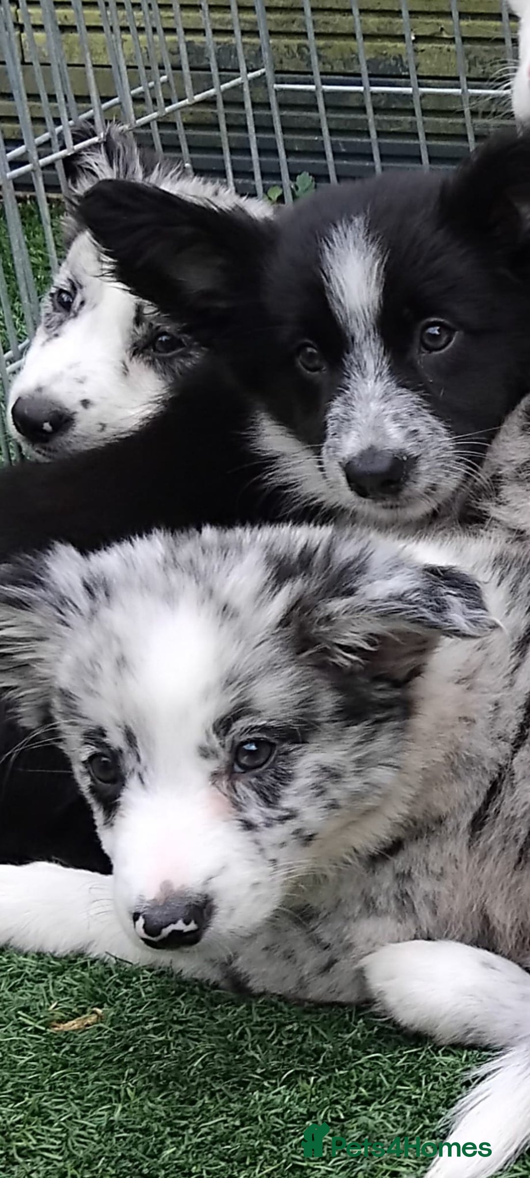 Border Collie dogs for sale: Stunning litter of blue merle border collies - Image 23