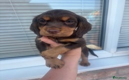 Cocker Spaniel dogs for sale: Cocker spaniel. working. LAST CHOC&TAN - Image 12