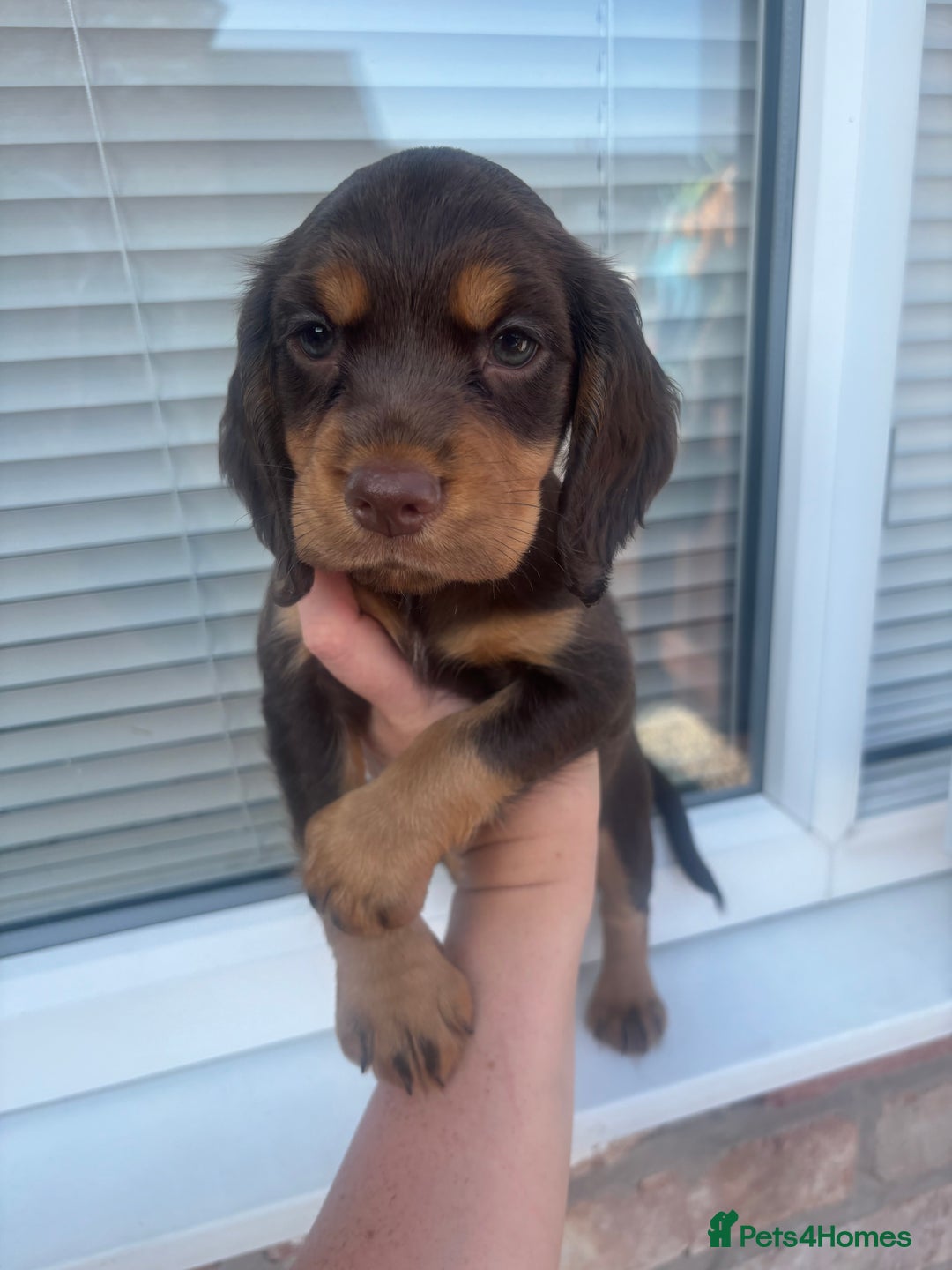 Cocker Spaniel dogs for sale: Cocker spaniel. working. LAST CHOC&TAN - Image 12