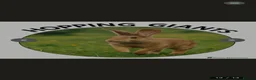 Continental Giant rabbits for sale: VACCINATED Pure Continental Giant  - Advert 28
