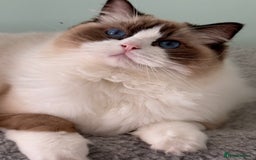 Ragdoll cats for sale: Stunning Ragdoll Kitten Fife Reg Breeder - Image 4