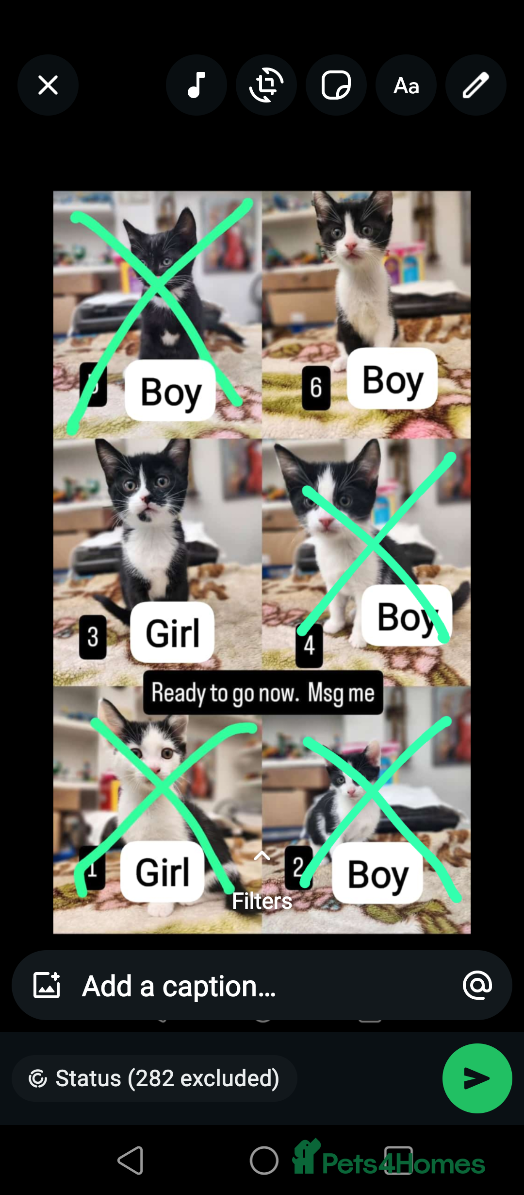 Mixed Breed cats Bombay X British Short Hair - Advert 19