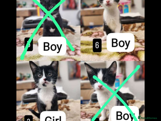 Mixed Breed cats Bombay X British Short Hair - Advert 19