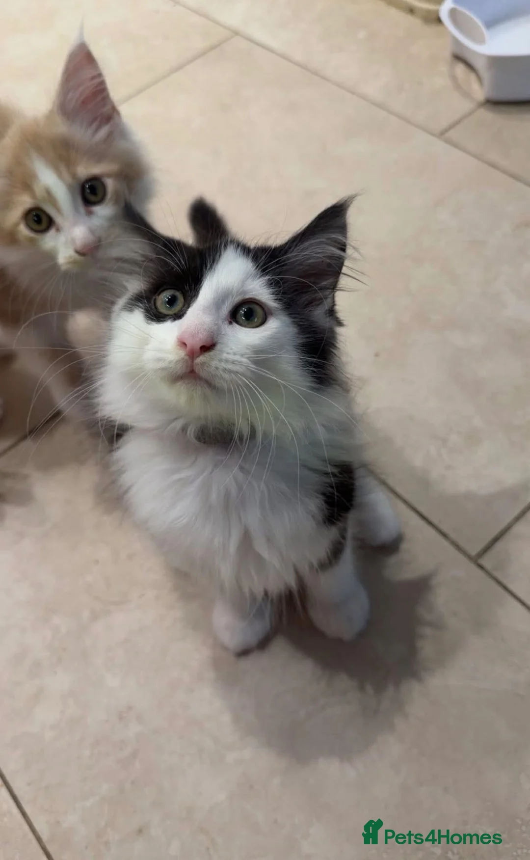Maine Coon cats for sale: Maine coon - Advert 2