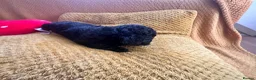 Cockapoo dogs for sale: Beautiful Cockapoo* Toy Poodle Puppies  - Advert 13