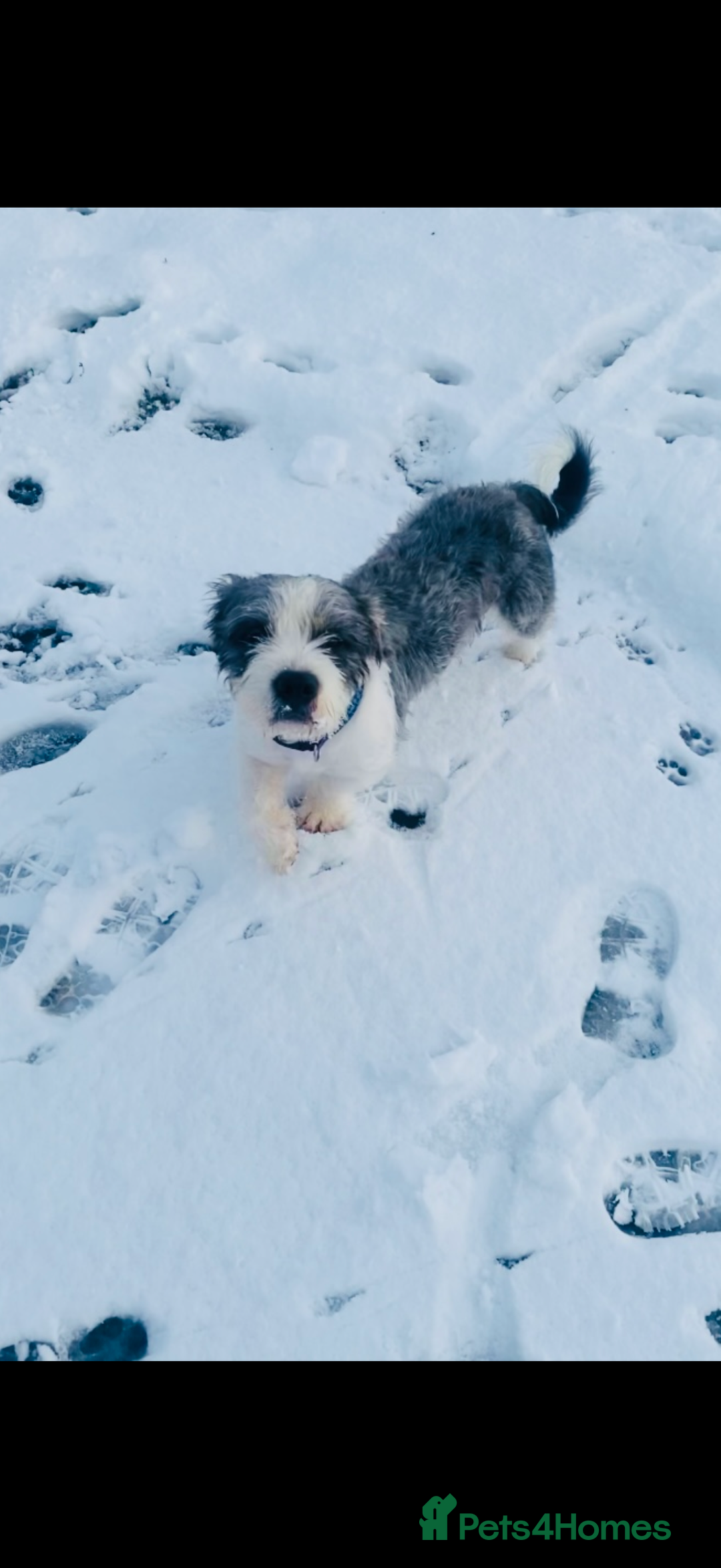 Mixed Breed dogs for sale: Mixed breed boy for sale  - Advert 2