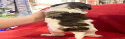 Miniature Poodle dogs for stud: Brown Phantom Merle Mini Poodle health tested in Stockton-on-Tees - Advert 30