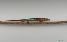 Chameleon reptiles for sale: Beautiful very tame panther chameleon  - Image 5