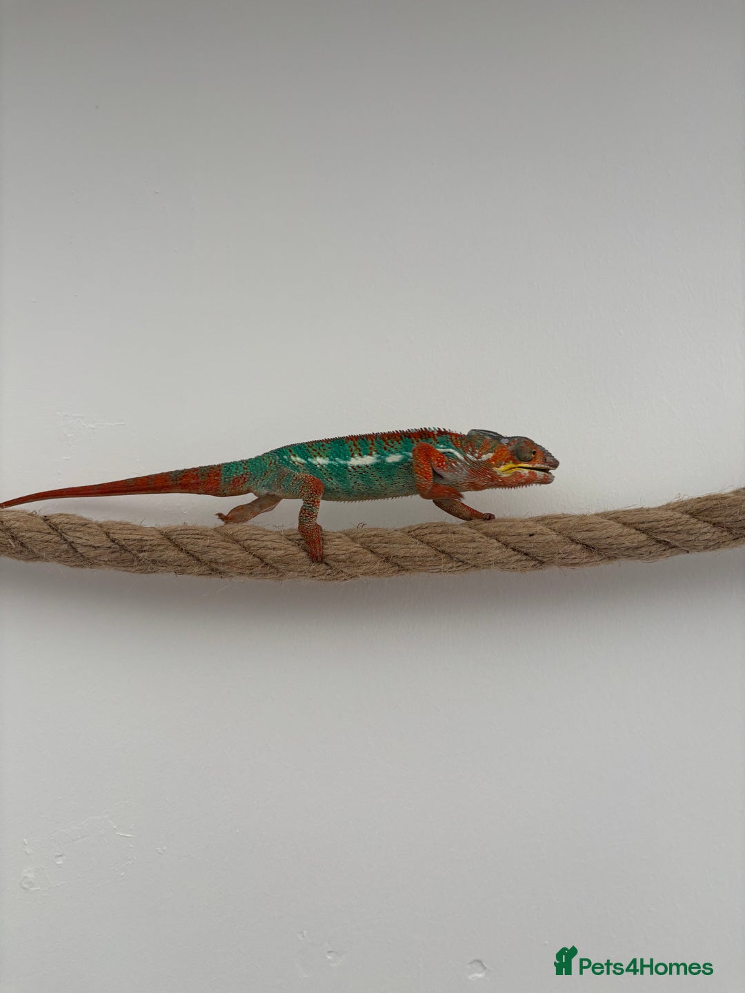 Chameleon reptiles for sale: Beautiful very tame panther chameleon  - Image 5