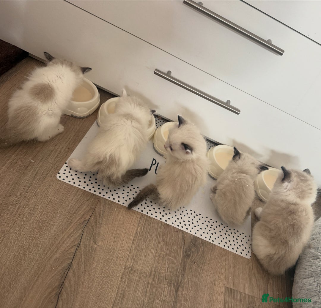 Ragdoll cats for sale: Five Beautiful Pure Breed Ragdoll Kittens🤍 - Image 8