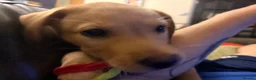 Labrador Retriever dogs for sale: Labrador male puppy - Advert 2