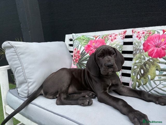 Great Dane dogs Black KC registered Great Dane Pups - Advert 1