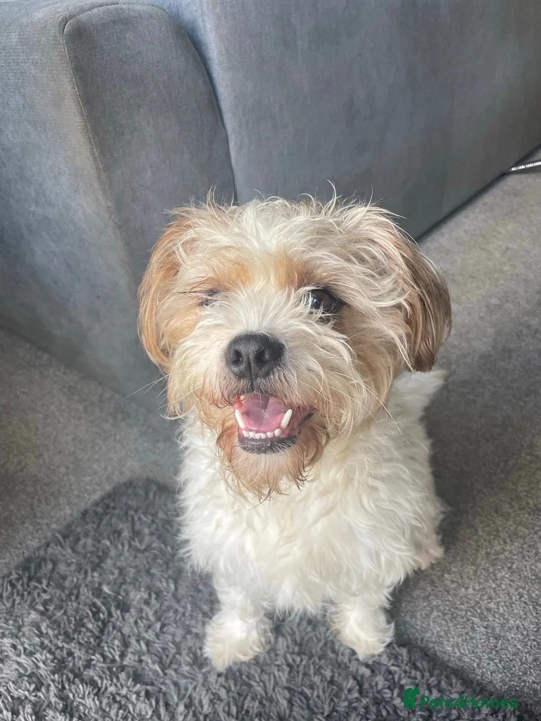 Mixed Breed dogs for sale: Jack Russell x Shih Tzu  - Advert 15