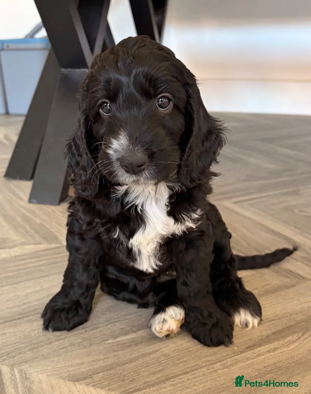 Cockapoo dogs for sale: 2 left! F1 show type miniature cockapoos - Advert 2