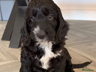 Cockapoo dogs Ready now! F1 show type miniature cockapoos - Advert 4