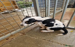 Mixed Breed dogs for sale: Jackapoo  - Image 3