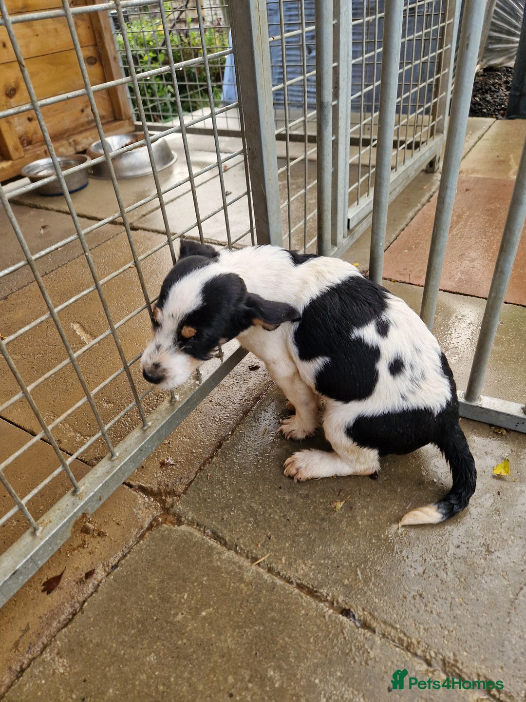 Mixed Breed dogs for sale: Jackapoo  - Image 3