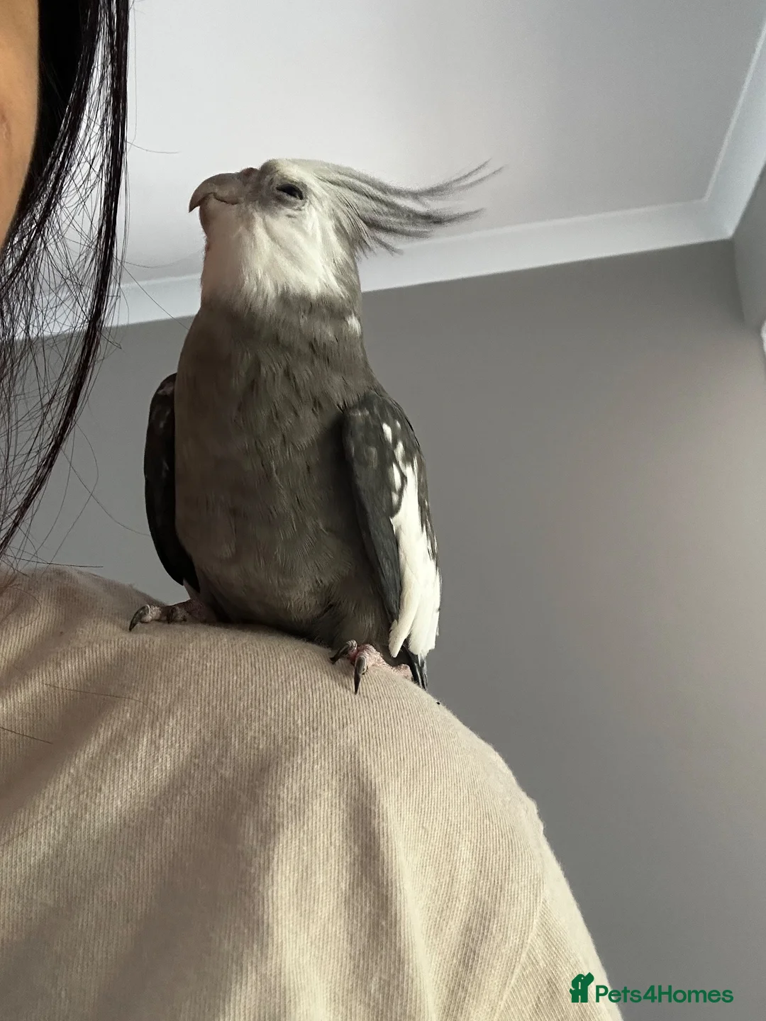 Cockatiels birds for sale: coocoo the bird in Dunstable - Advert 2