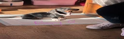 Miniature Dachshund dogs for sale: 4 playful dachshund pups  - Advert 6