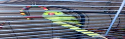 Ringnecks birds for sale: Ringneck parrot  - Advert 2