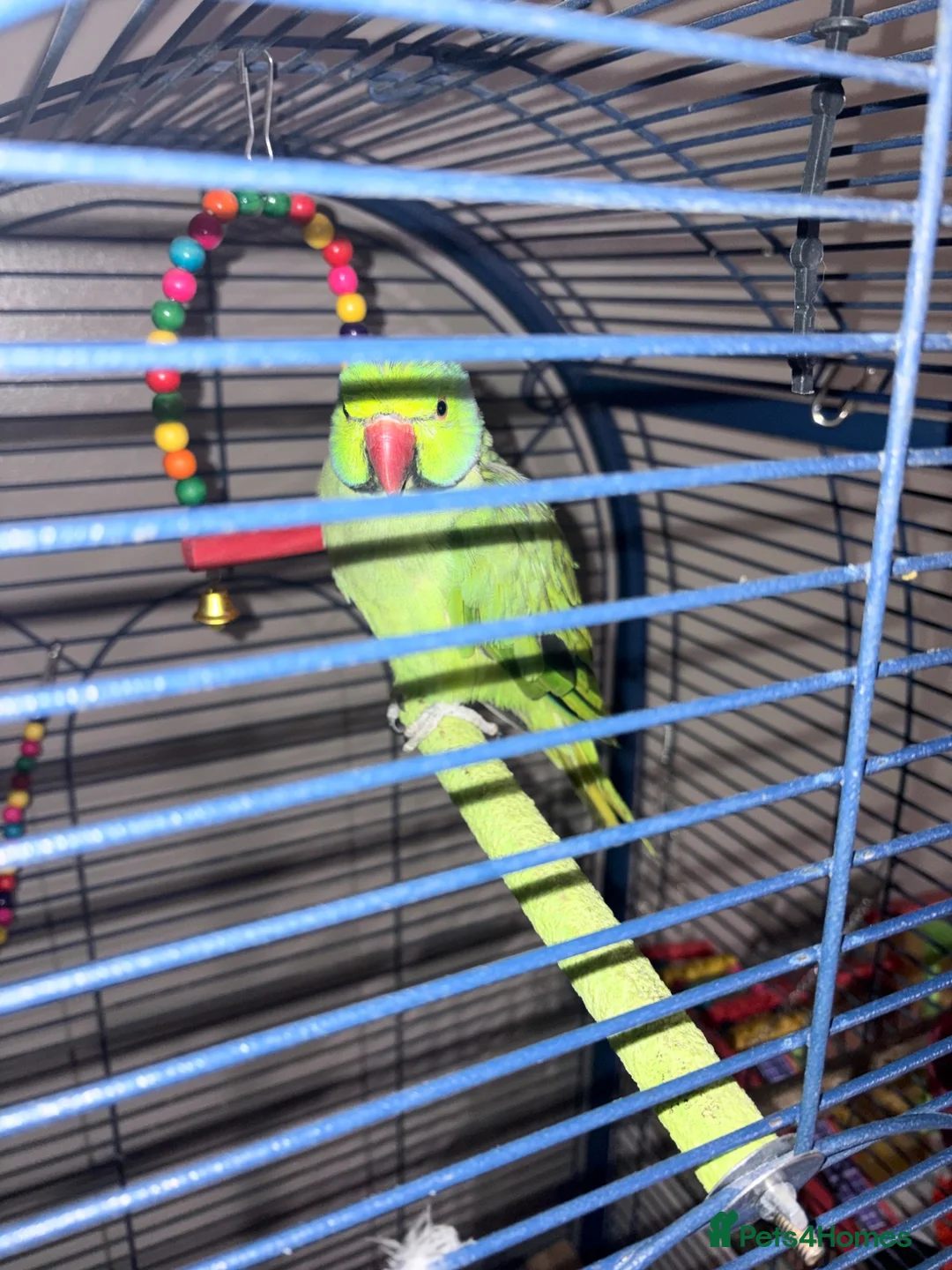 Ringnecks birds for sale: Ringneck parrot  - Advert 2