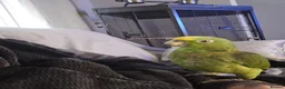Parrots birds for sale: Panama amazon  - Advert 3