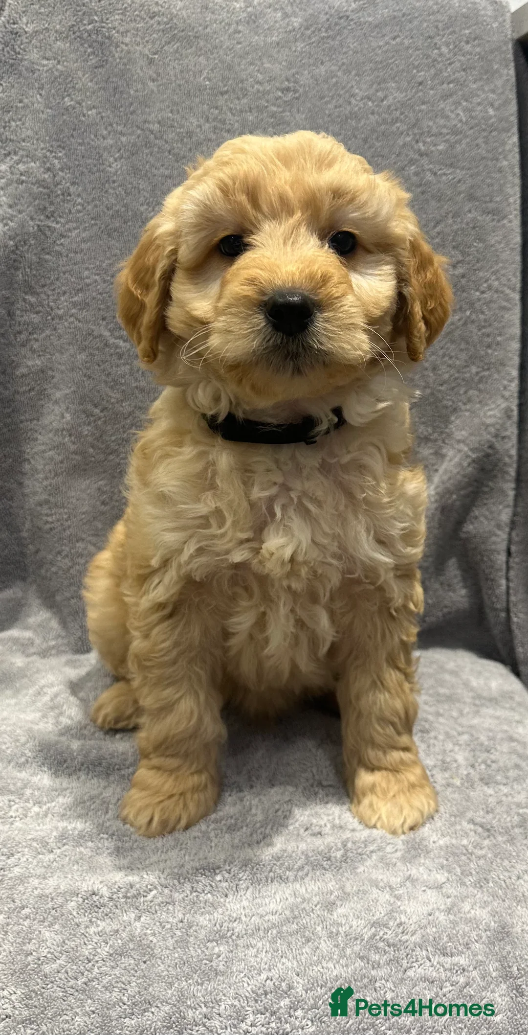 Goldendoodle dogs for sale: Stunning Male Multigenerational Goldendoodles - Advert 5