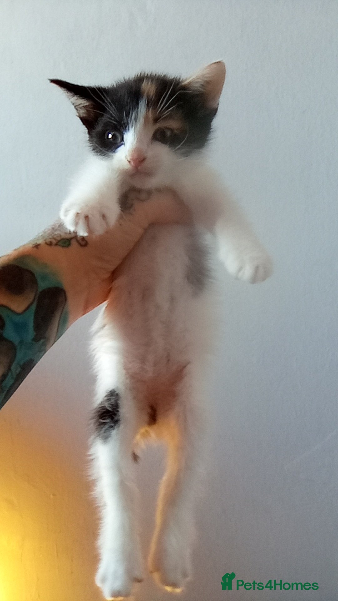 Mixed Breed cats for sale: 4 stunning babies READY NOW Calico and black&white - Image 14