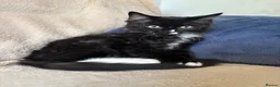 Ragcoon cats for sale: Only 2 beautiful boy Ragcoon's left  - Advert 13