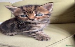 Scottish Fold cats for sale: 🐾ADORABLE SCOTTISH KITTENS FOR SALE🐾  - Image 14