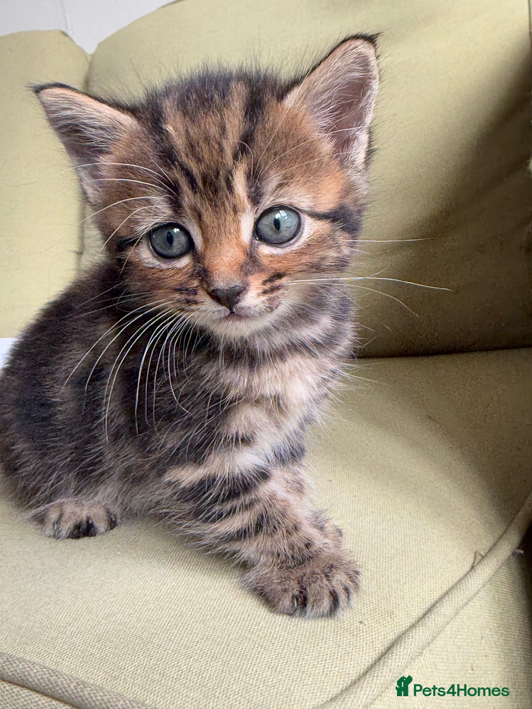 Scottish Fold cats for sale: 🐾ADORABLE SCOTTISH KITTENS FOR SALE🐾  - Image 14