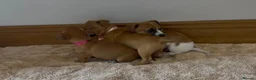 Jack Russell dogs for sale: Jack Russell puppies in Darwen - Advert 8