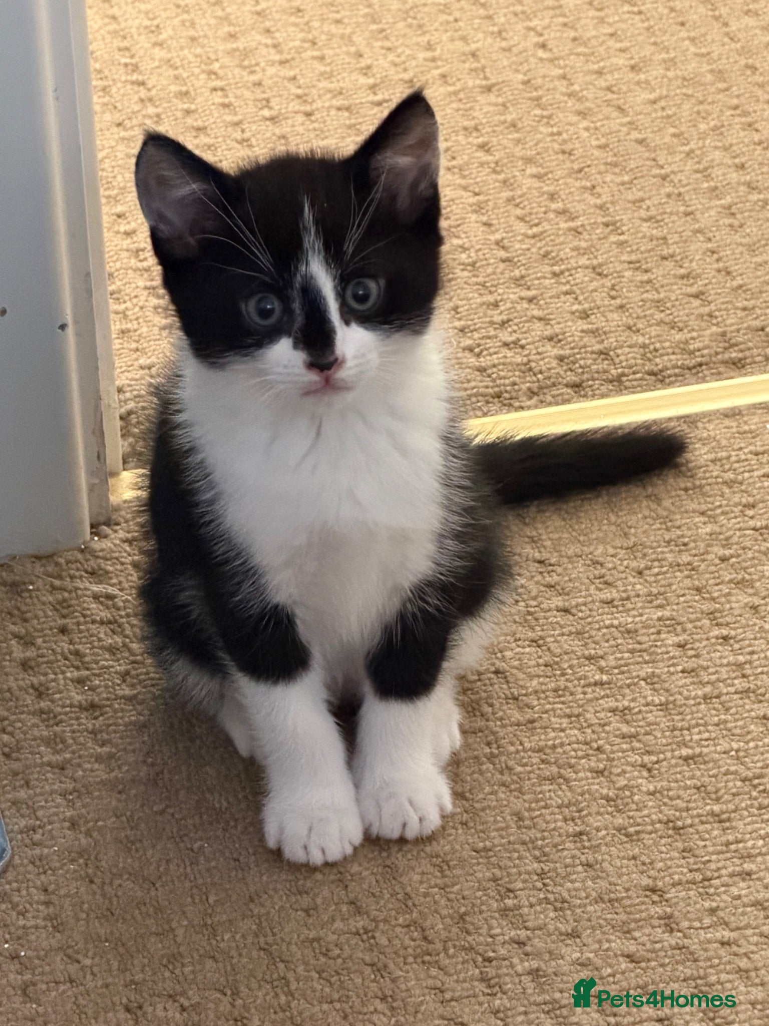 Mixed Breed cats 🐾READY TO GO 🐾Looking for forever home🐾 - Advert 8