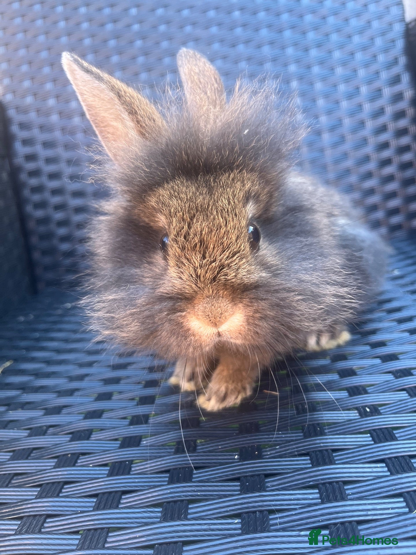 Mini Lion Lop rabbits Lion lops ready to go Friday - Advert 12
