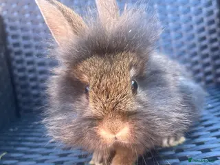Mini Lion Lop rabbits Lion lops ready to go Friday - Advert 12