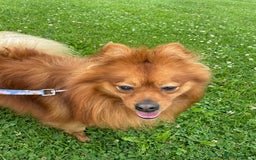 Pomeranian dogs for stud: Toronto  - Image 3