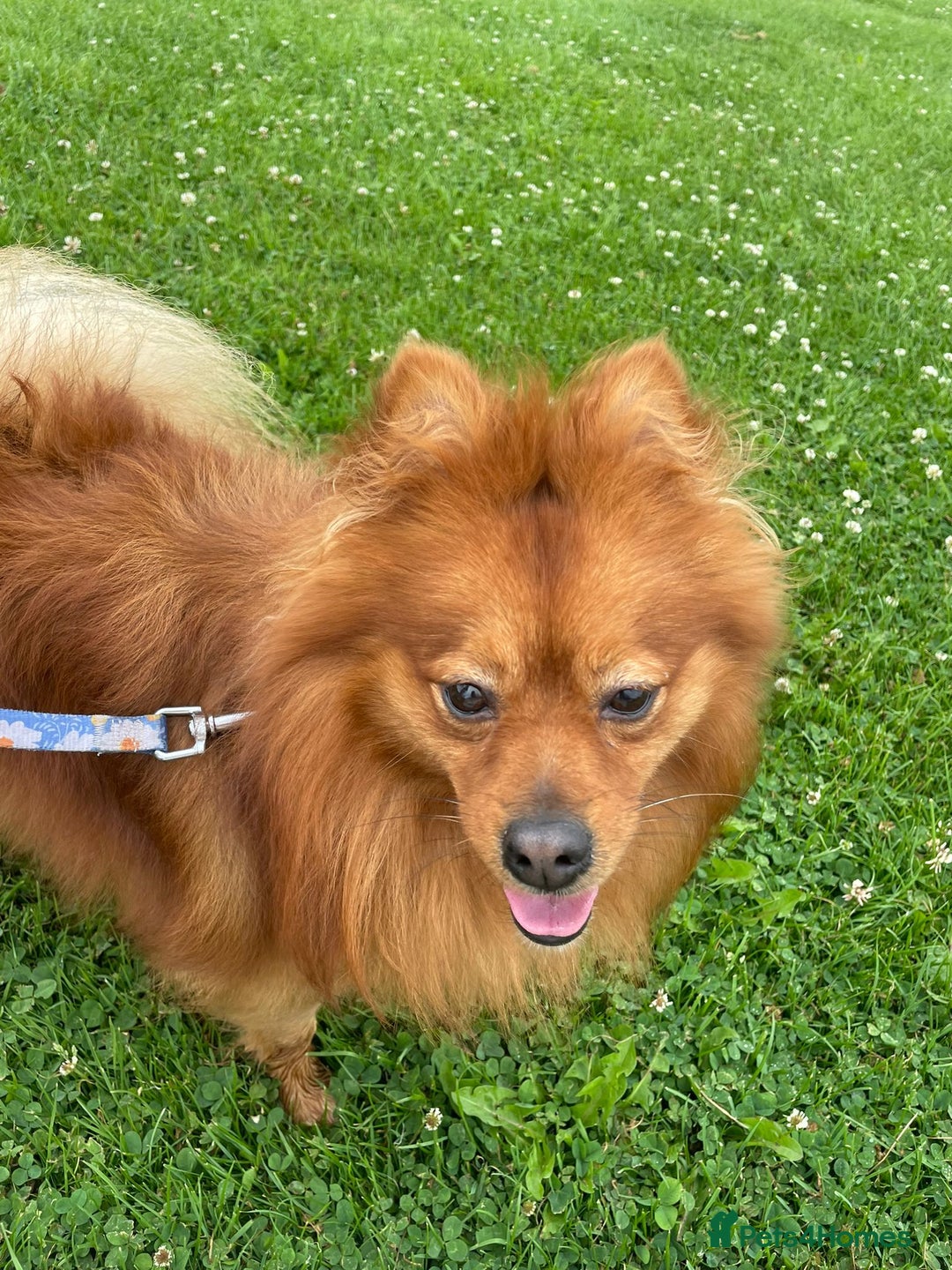Pomeranian dogs for stud: Toronto  - Image 3