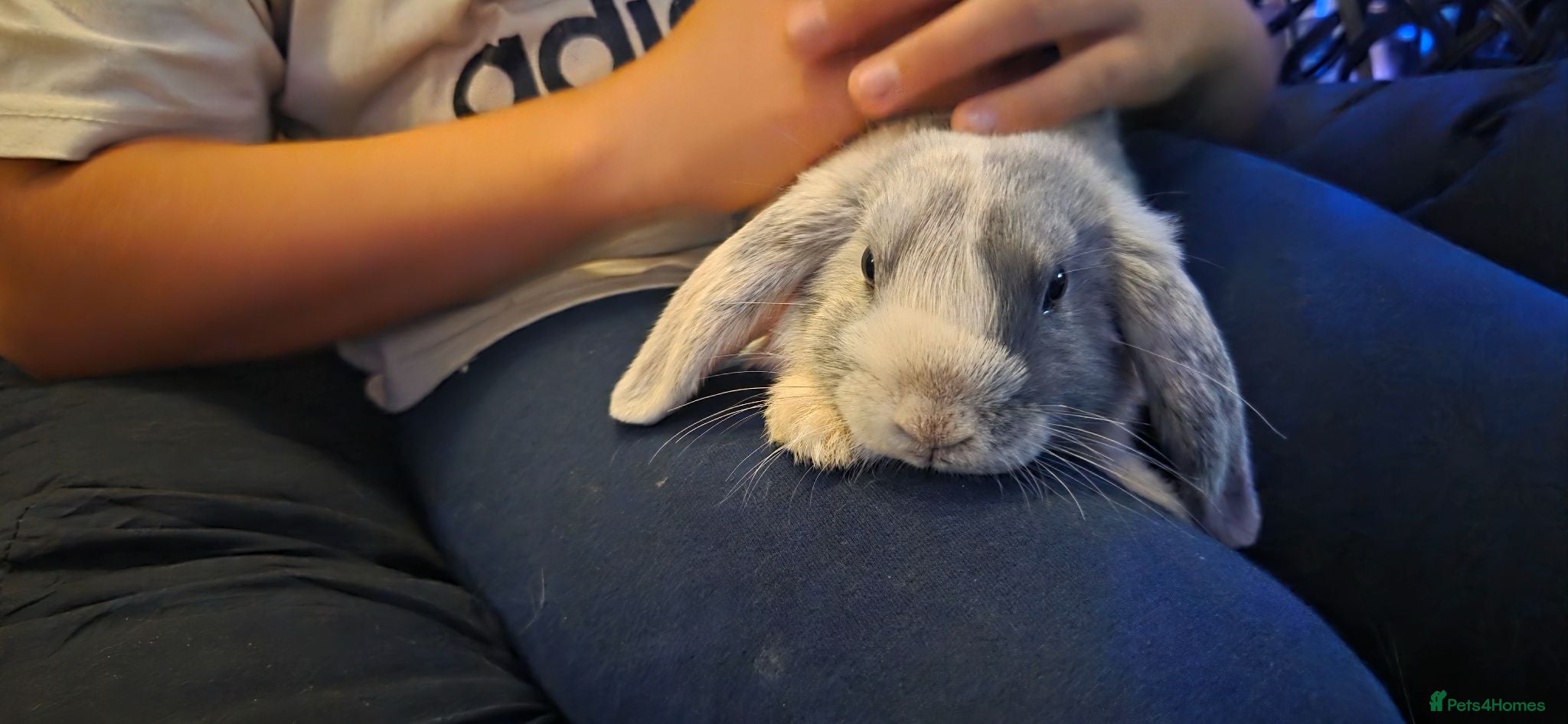 Mini Lop rabbits Two boys and two girls wait for new home - Advert 13