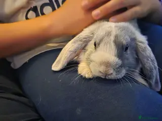 Mini Lop rabbits Two boys and two girls wait for new home - Advert 2