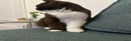 British Shorthair cats for sale: Chocolate bicolour - active reg GCCF  - Advert 3