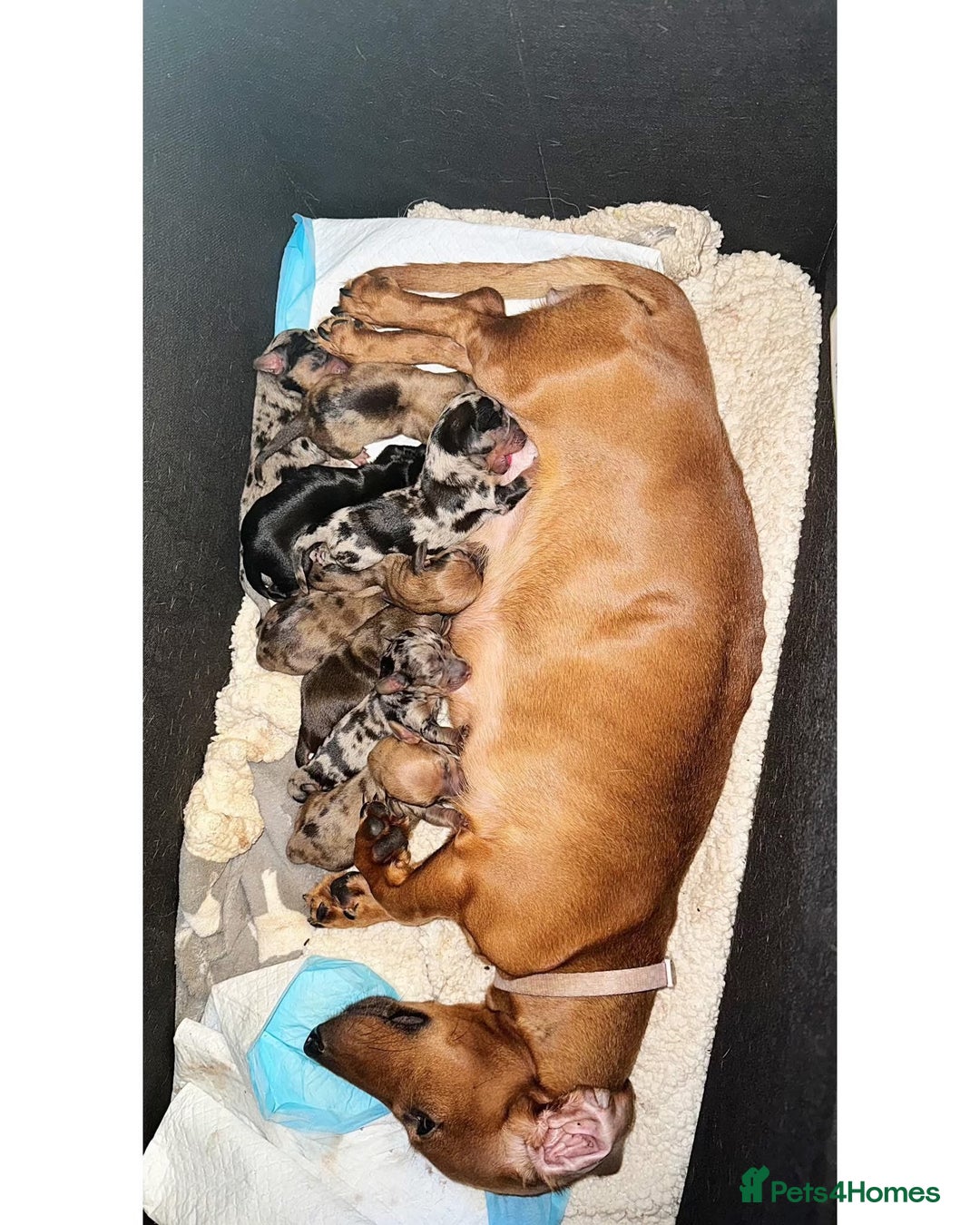 Miniature Dachshund dogs for sale: Miniature dachshund puppies for sale - Image 15