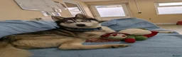 Siberian Husky dogs for adoption: Igloo - Advert 3